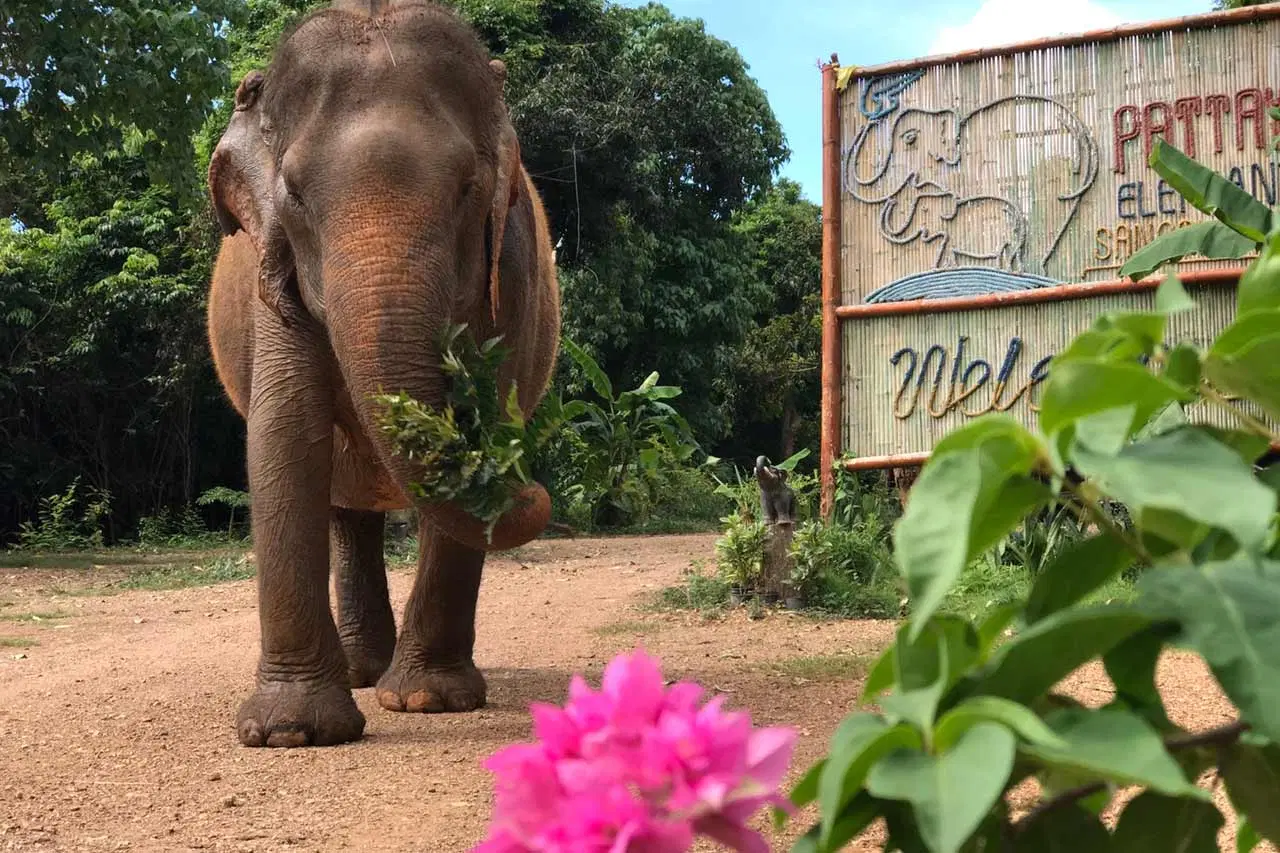 Elephant Jungle Sanctuary Pattaya